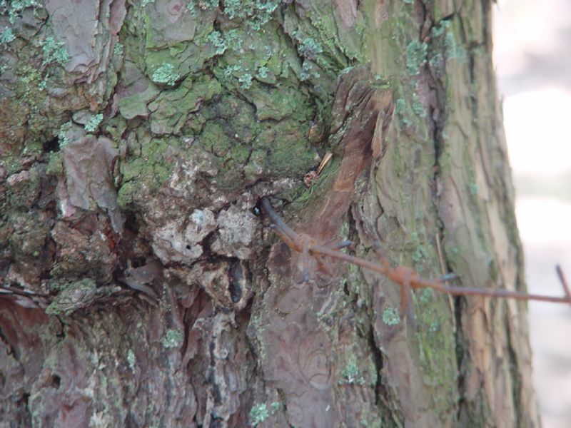 Close up of barb wire